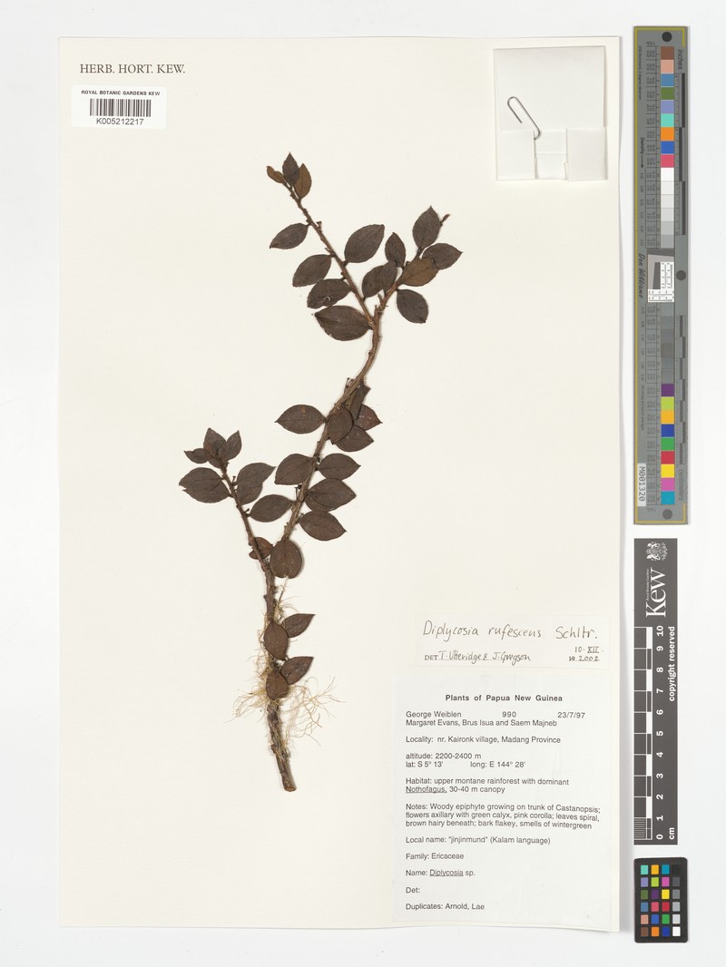 Gaultheria sepikensis photo 2