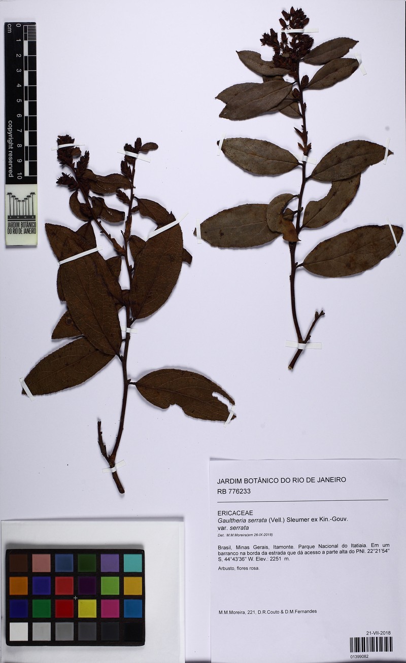 Gaultheria serrata var. serrata