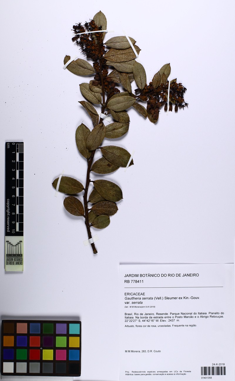 Gaultheria serrata var. serrata photo 2