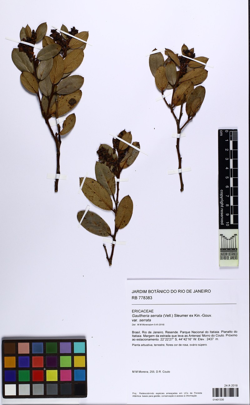 Gaultheria serrata var. serrata photo 3