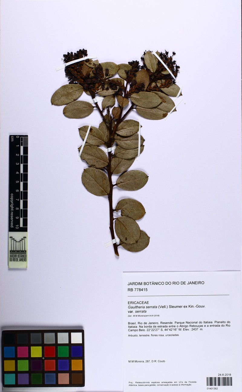 Gaultheria serrata var. serrata photo 4