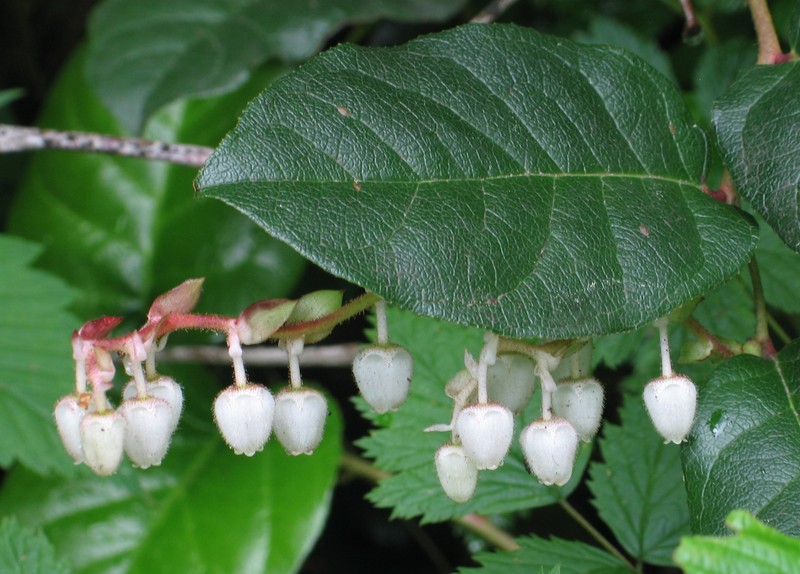 Salal