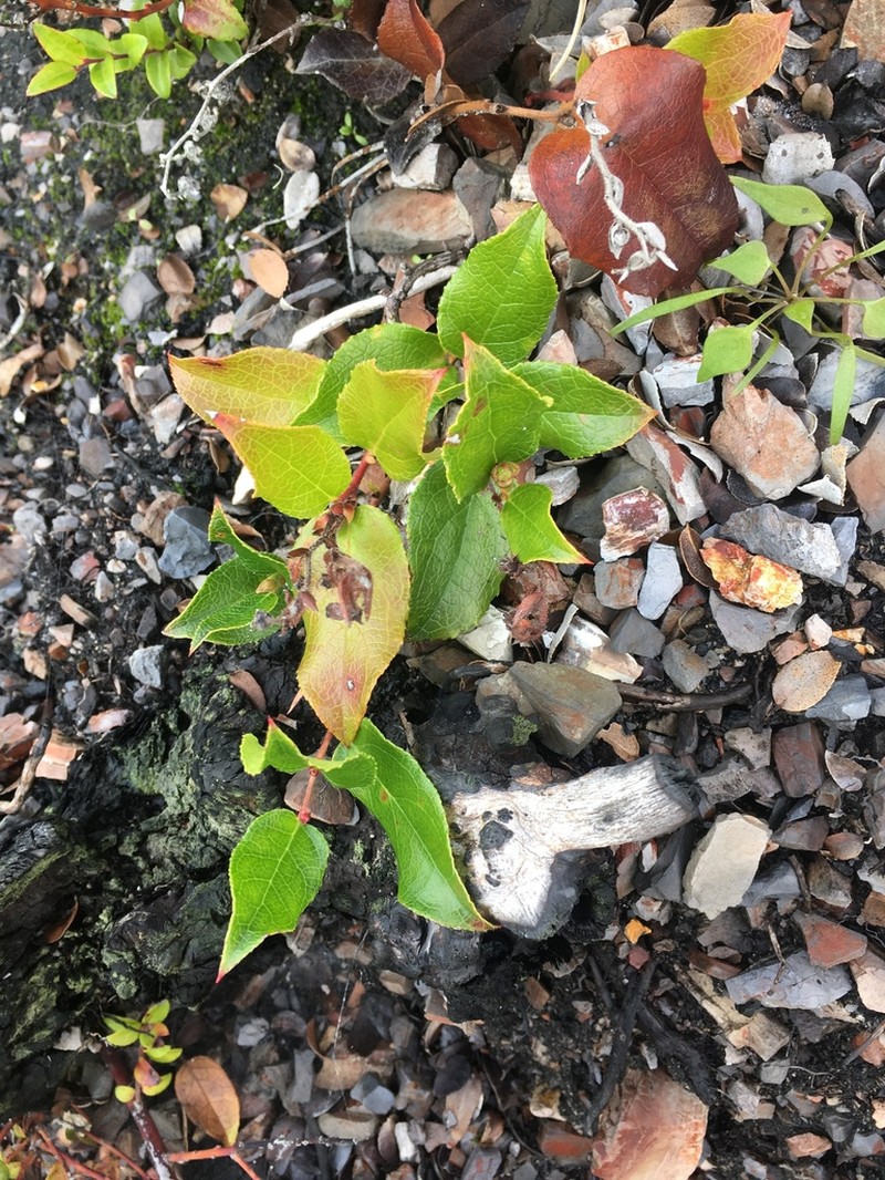 Salal