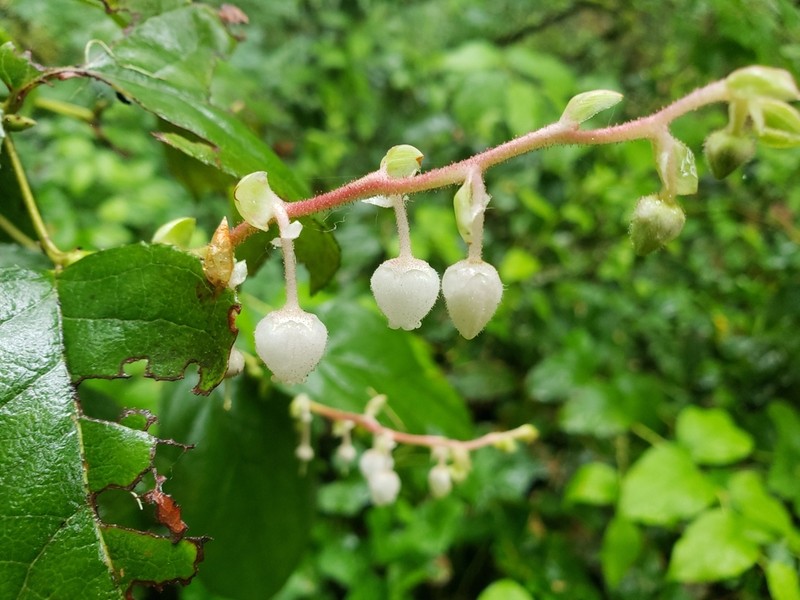 Salal photo 2