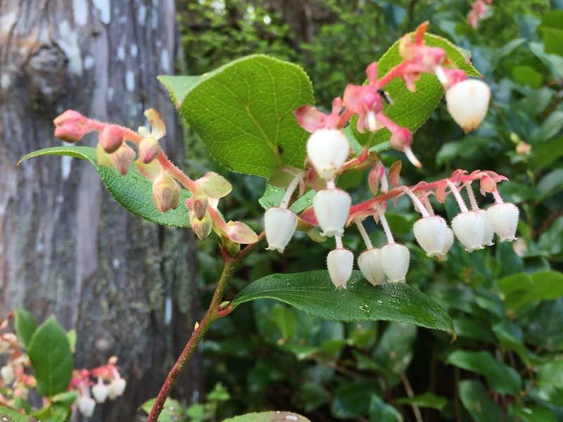Salal photo 3