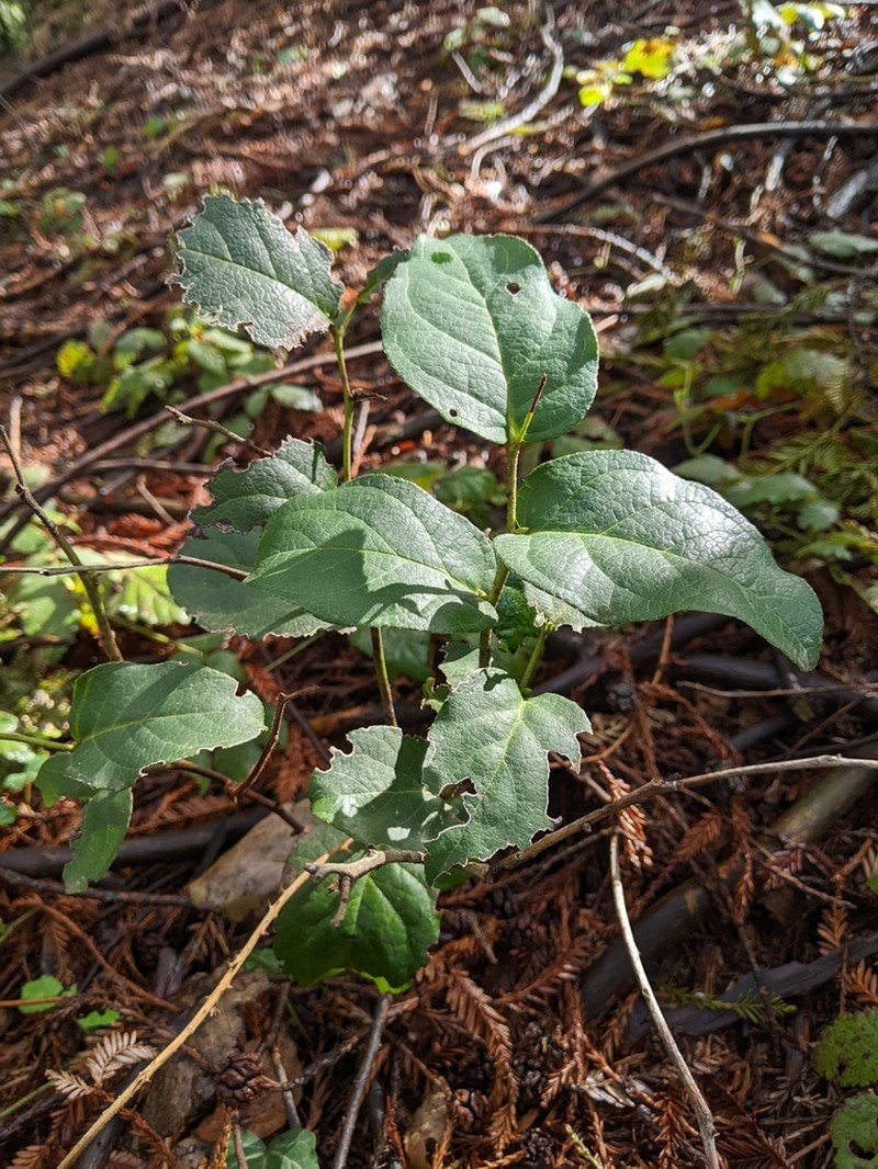 Salal photo 4