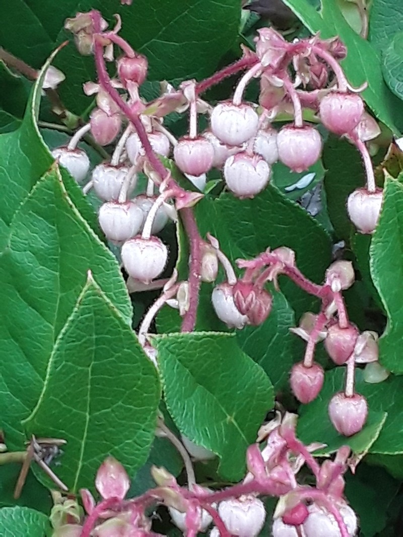 Salal photo 5