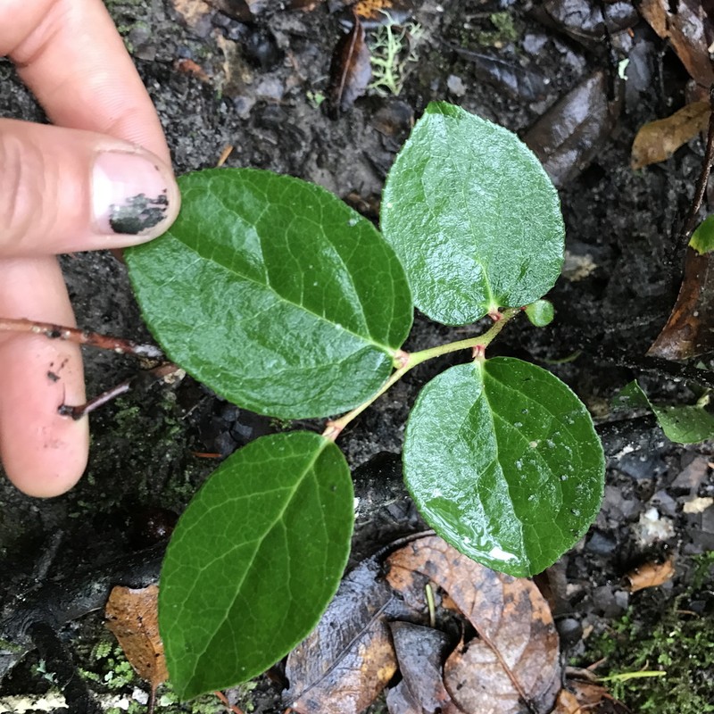 Salal photo 6