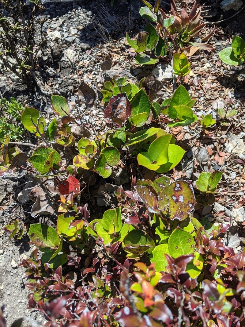 Salal photo 7