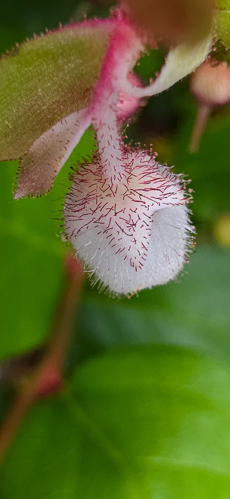 Salal photo 8