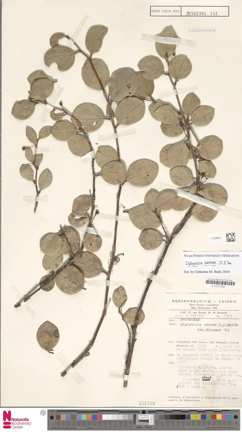 Gaultheria smithii