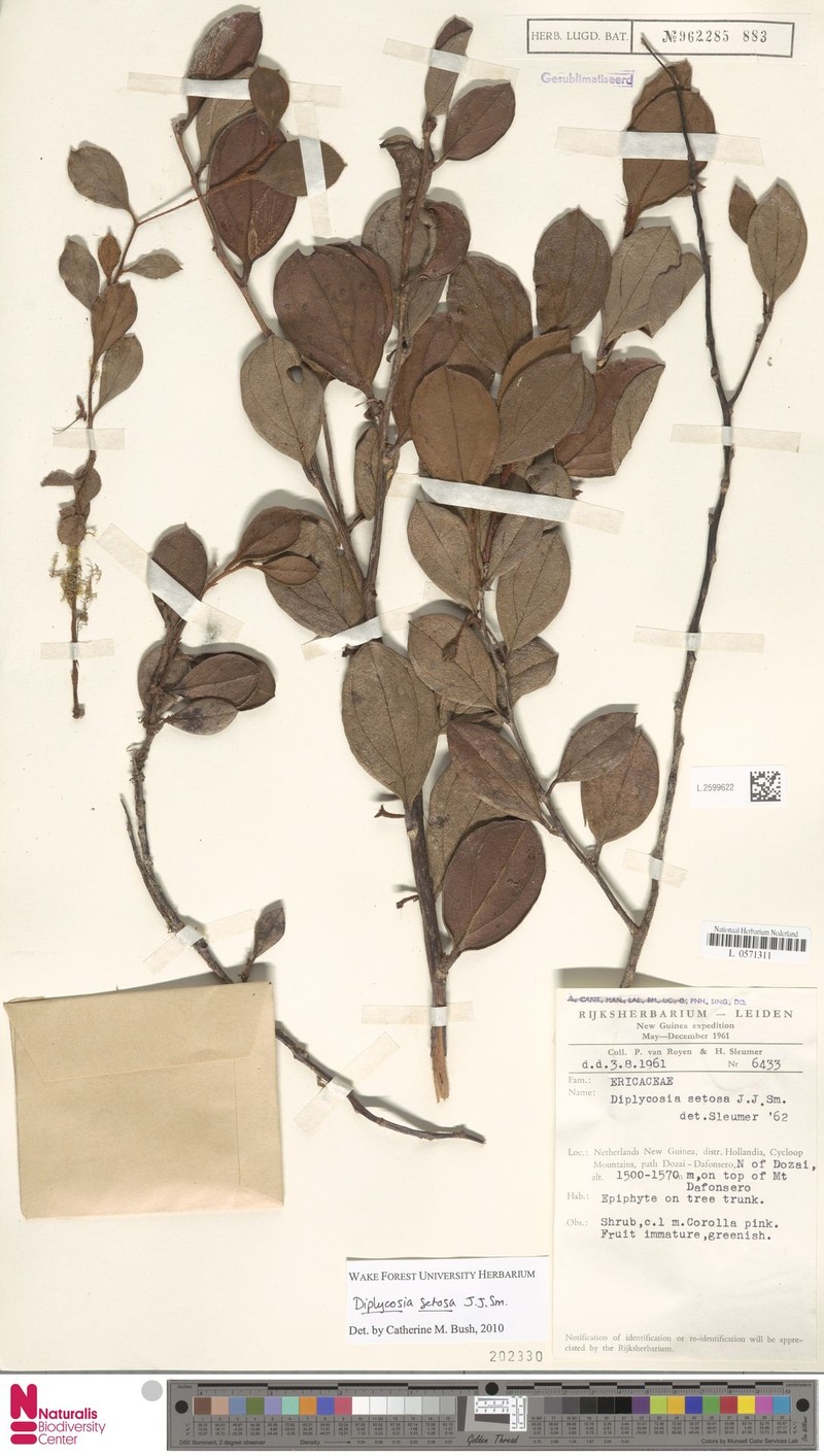 Gaultheria smithii photo 2