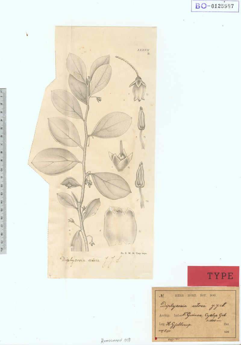 Gaultheria smithii photo 3