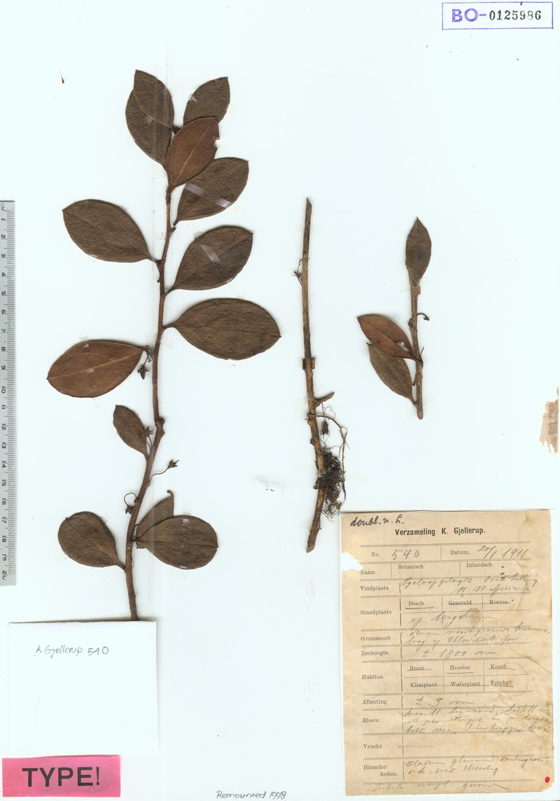 Gaultheria smithii photo 4