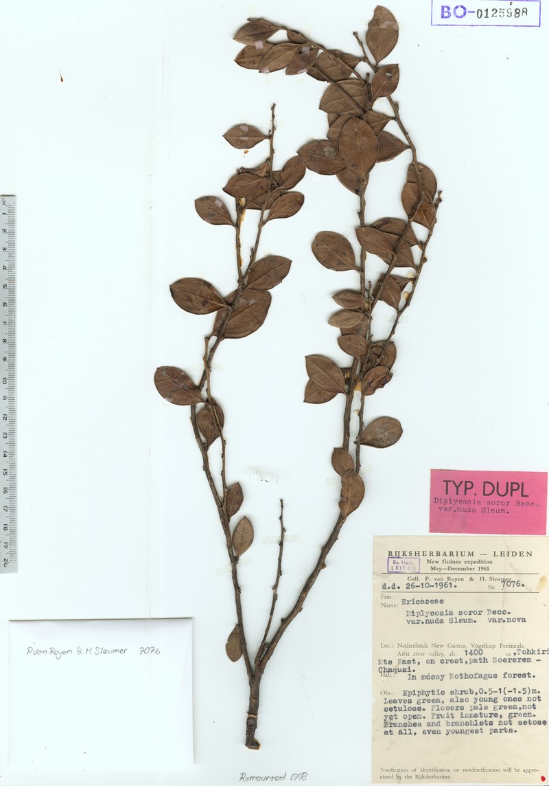 Gaultheria soror