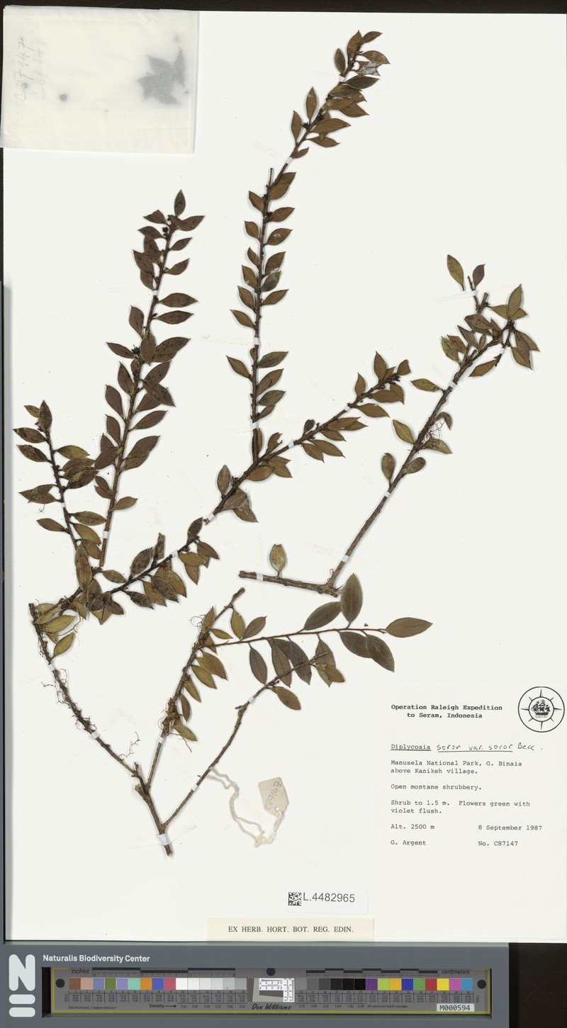 Gaultheria soror photo 2