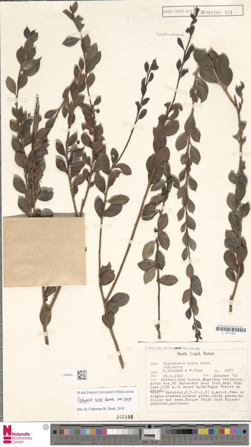 Gaultheria soror photo 3