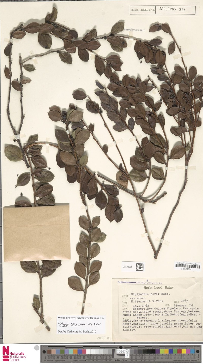 Gaultheria soror photo 4