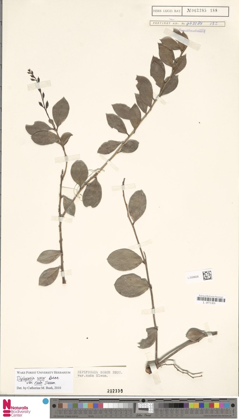 Gaultheria soror var. nuda photo 2