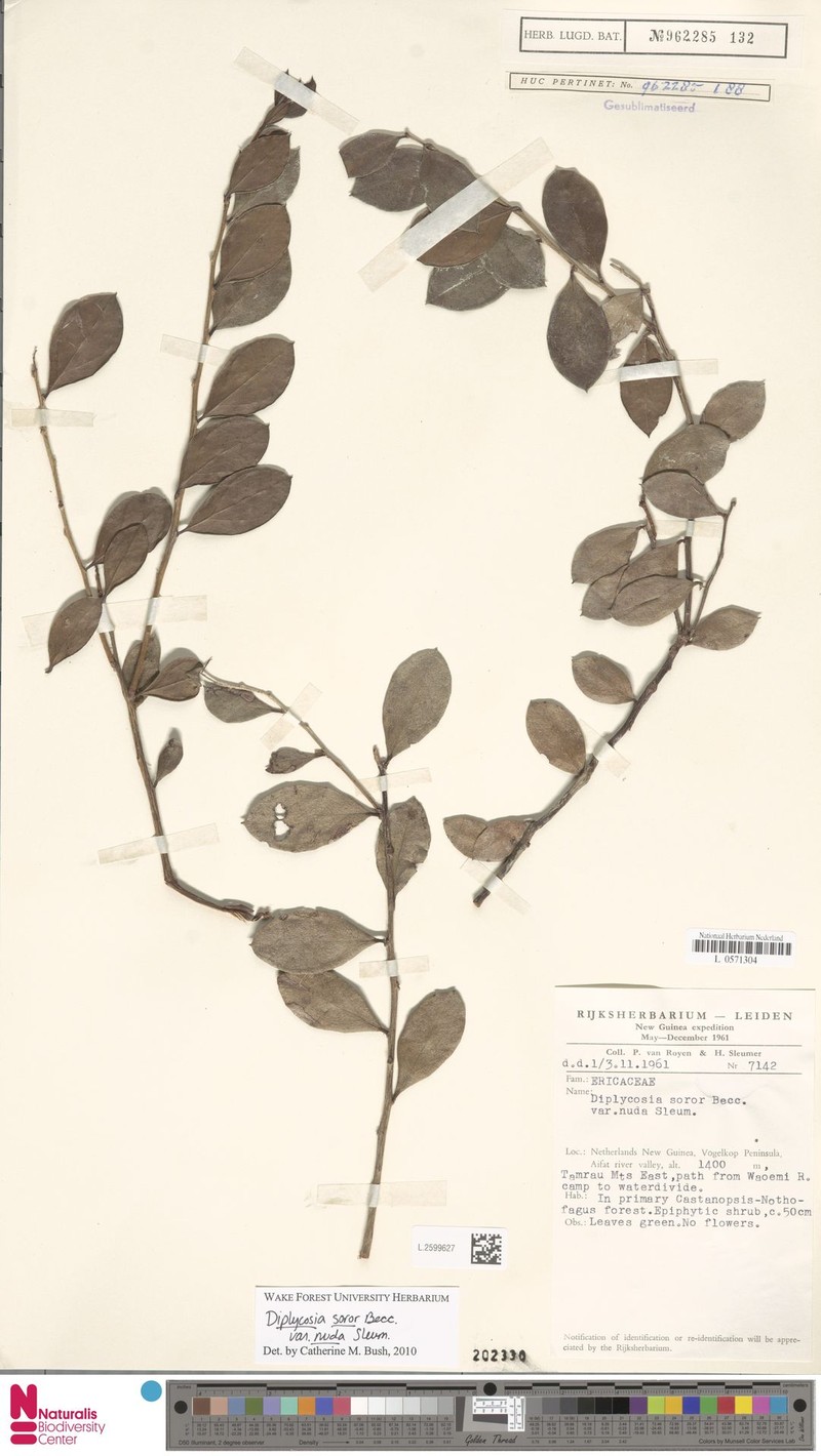 Gaultheria soror var. nuda photo 3
