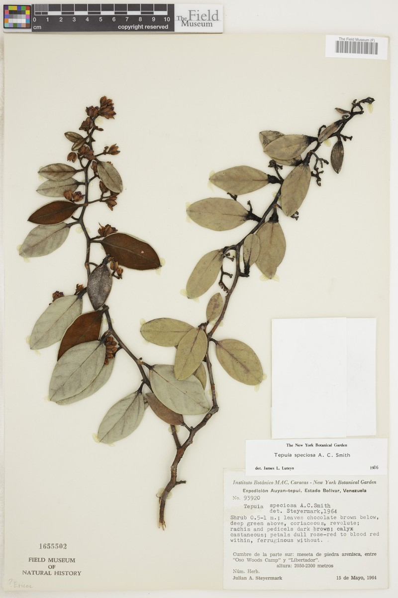 Gaultheria speciosa photo 2