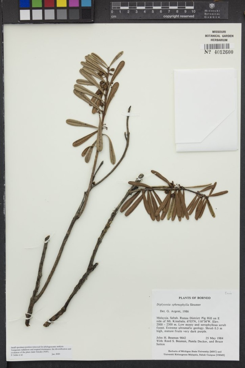 Gaultheria sphenophylla photo 2