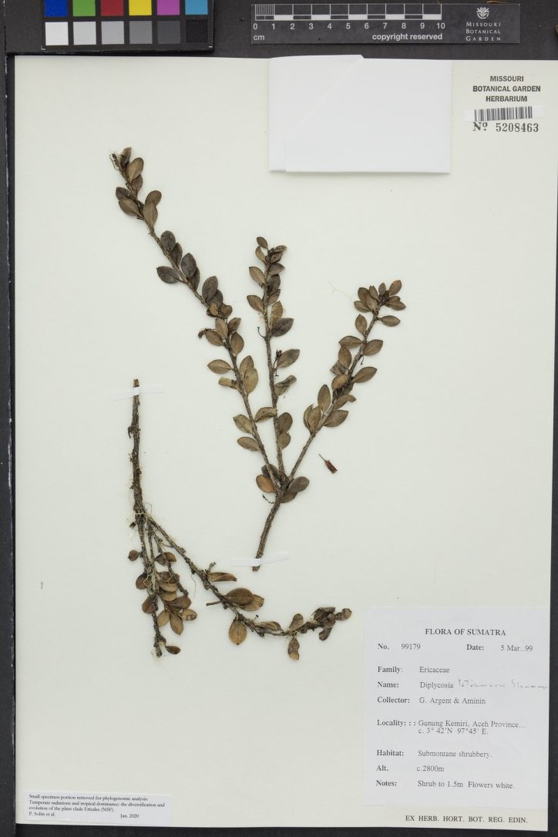 Gaultheria steenisii photo 2