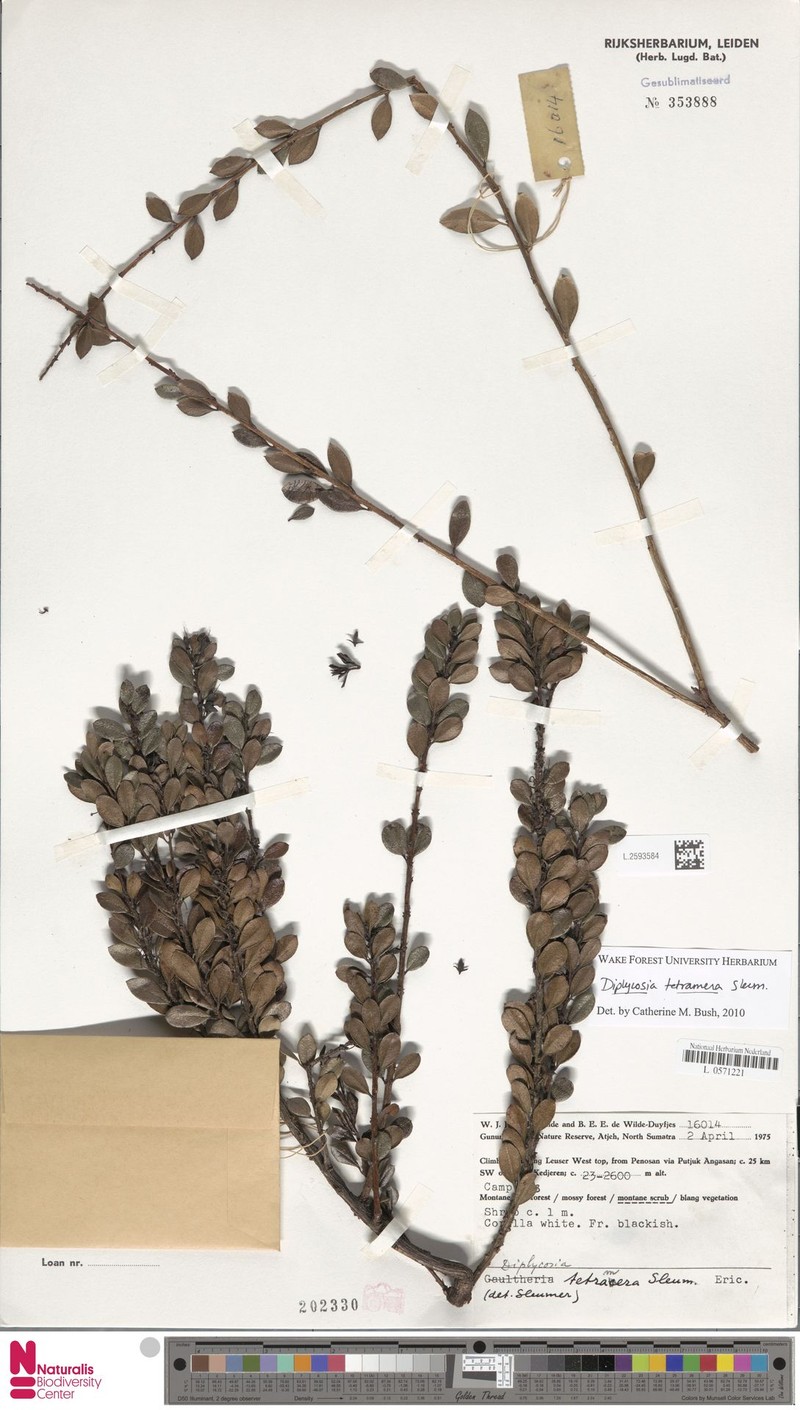 Gaultheria steenisii photo 3