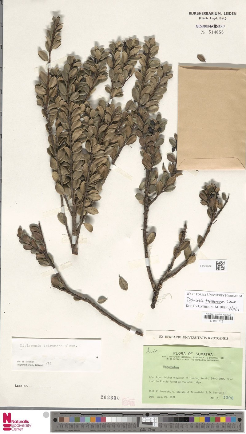 Gaultheria steenisii photo 4