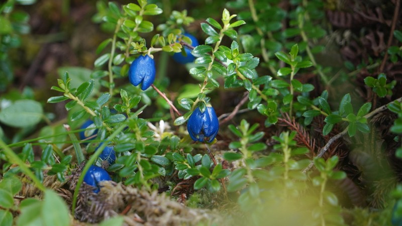 Gaultheria stenophylla