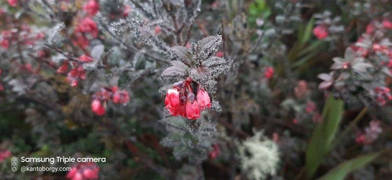 Gaultheria strigosa var. strigosa
