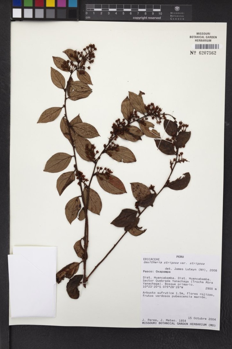 Gaultheria strigosa var. strigosa photo 2