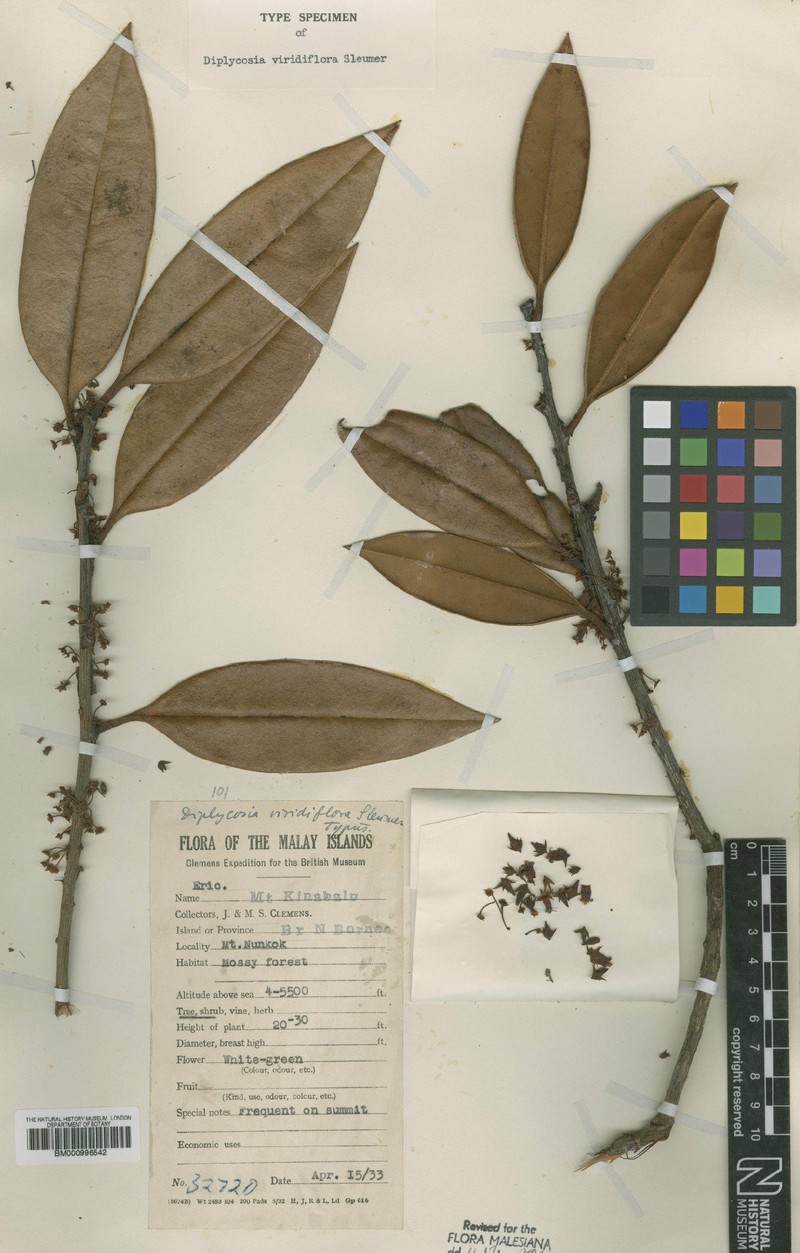 Gaultheria sulcinervia