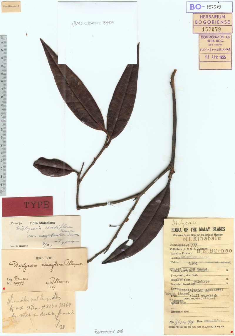 Gaultheria sulcinervia photo 3