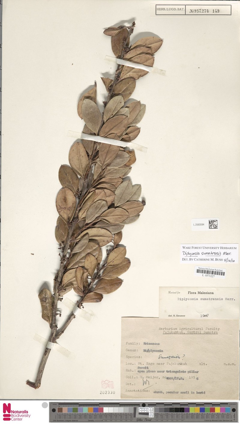 Gaultheria sumatrensis