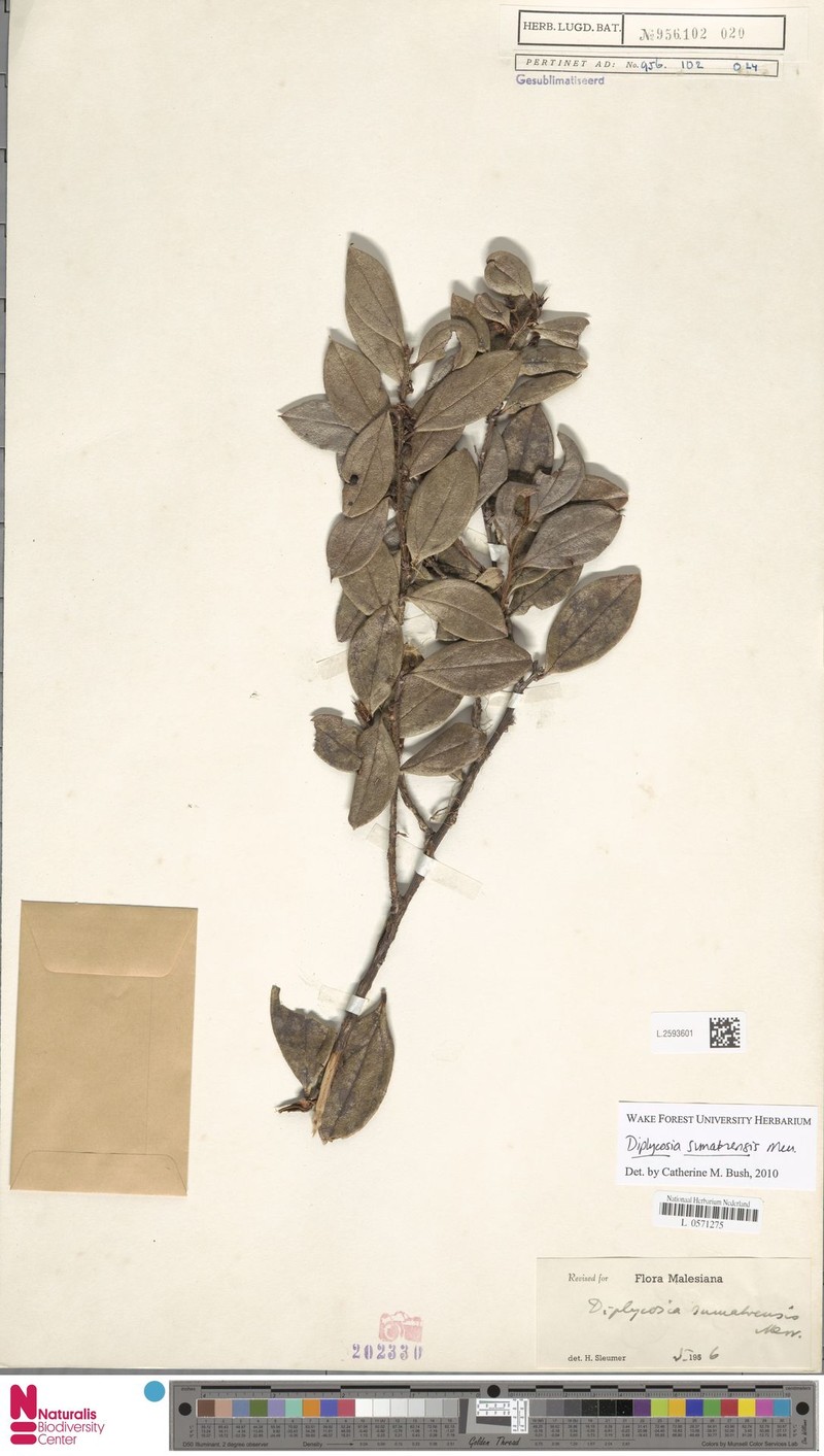 Gaultheria sumatrensis photo 2