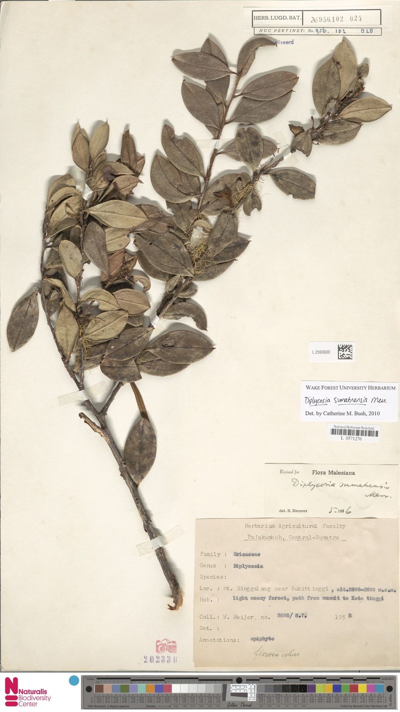 Gaultheria sumatrensis photo 3