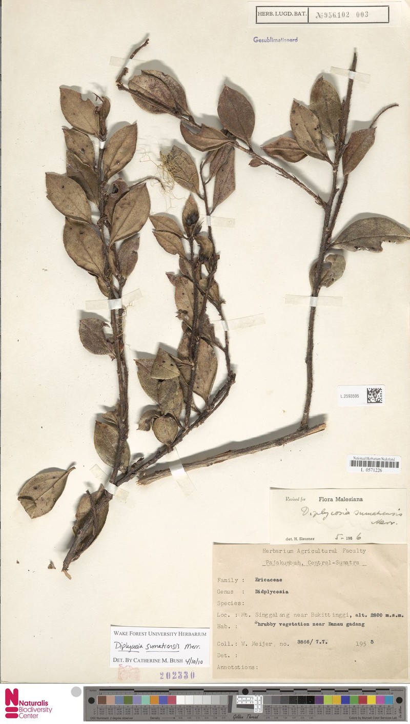 Gaultheria sumatrensis photo 4