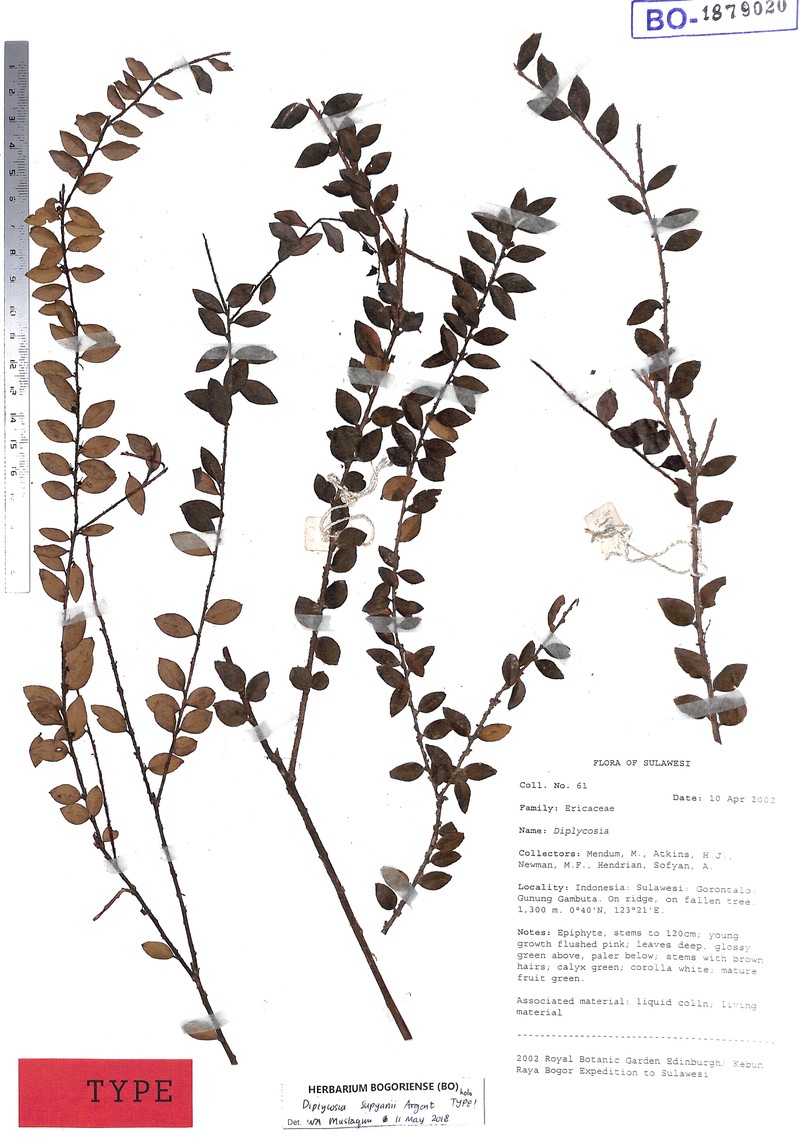 Gaultheria supyanii