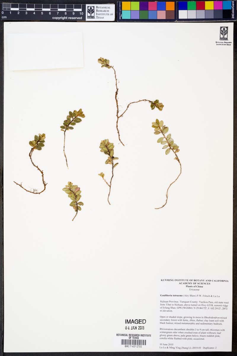 Gaultheria tetracme