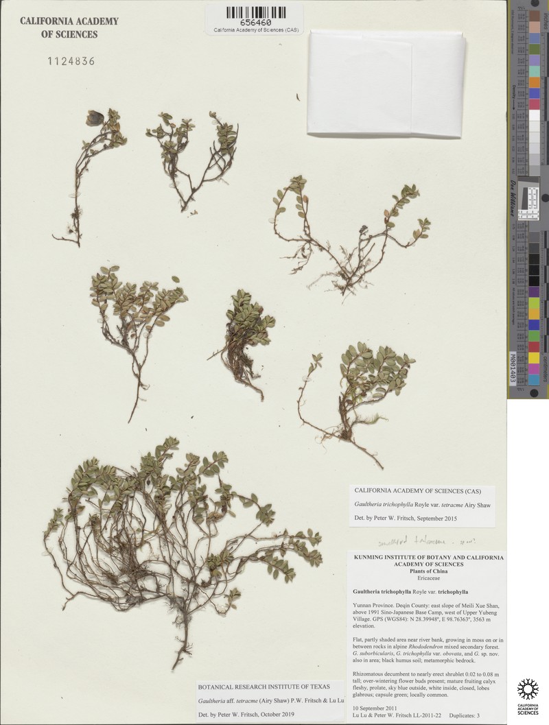 Gaultheria tetracme photo 2