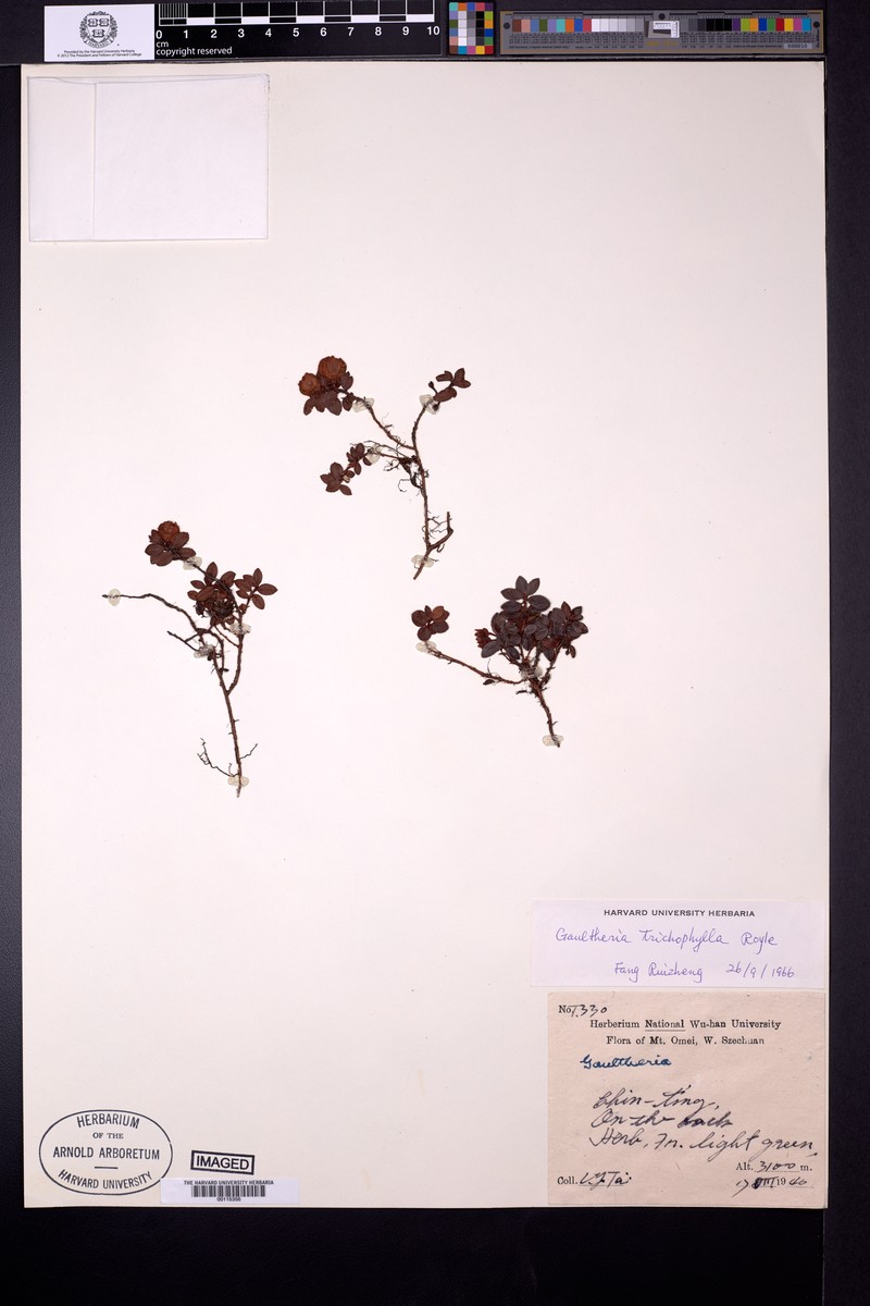 Gaultheria tetracme photo 3