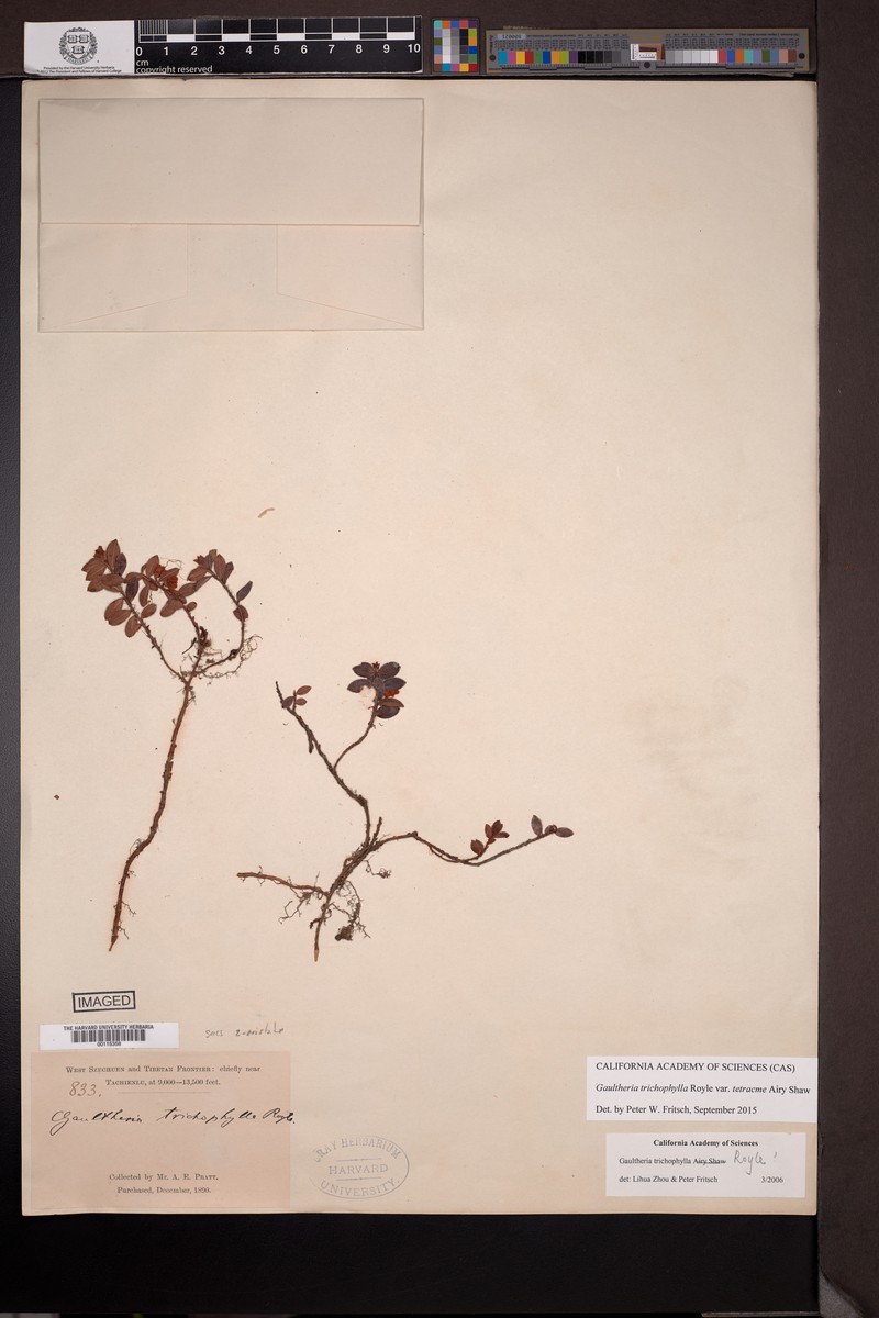 Gaultheria tetracme photo 4