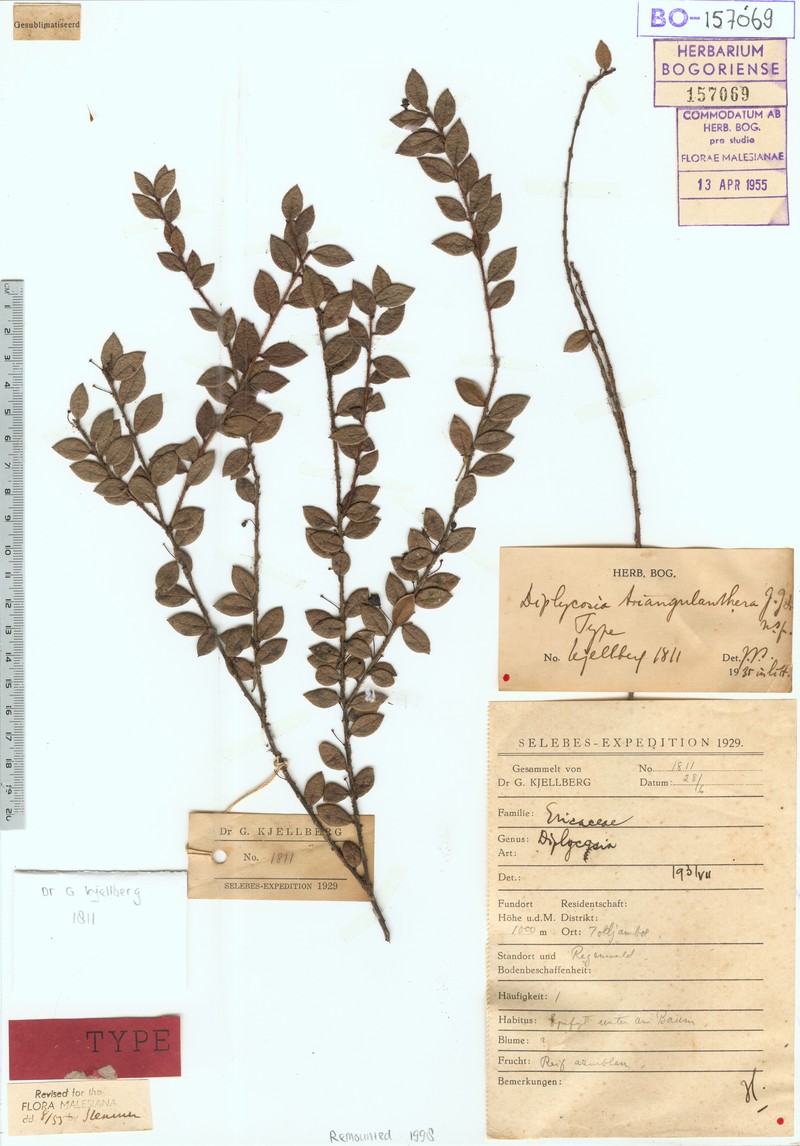 Gaultheria triangulanthera
