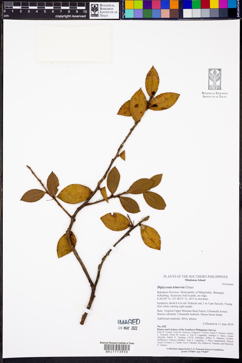 Gaultheria trinervia