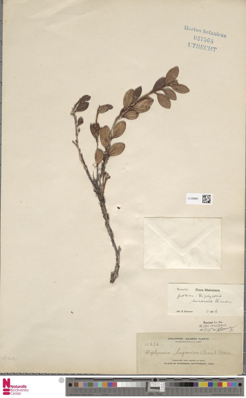 Gaultheria trinervia photo 3