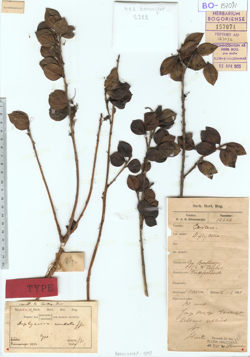 Gaultheria undata