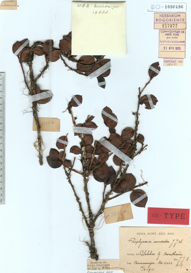 Gaultheria undata photo 2