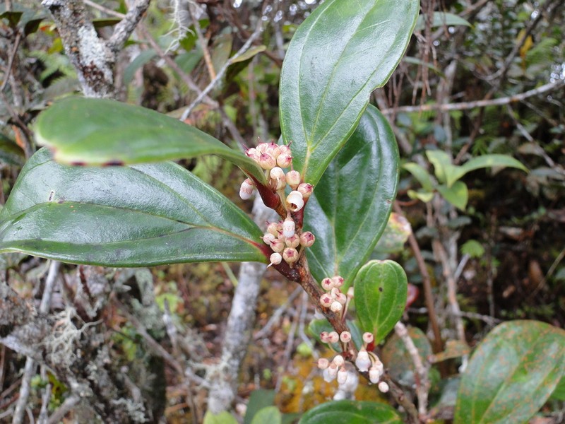 Gaultheria urceolata