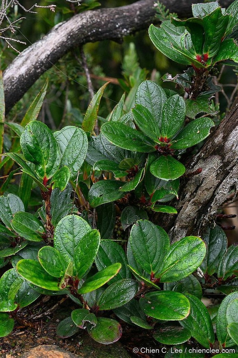 Gaultheria urceolata photo 2
